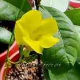 Изображение Мандевилла Сандера - Mandevilla sanderi