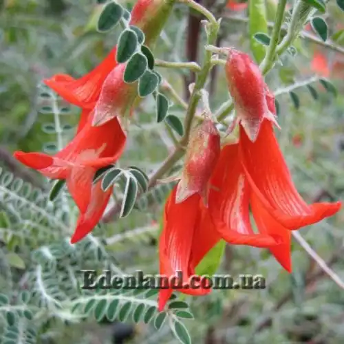 Изображение Сутерландия кустарниковая  - Sutherlandia frutescens