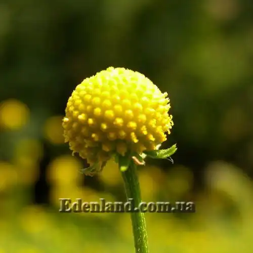 Изображение Цефалофора ароматная - Cephalophora aromatica