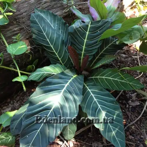 Изображение молодые листья