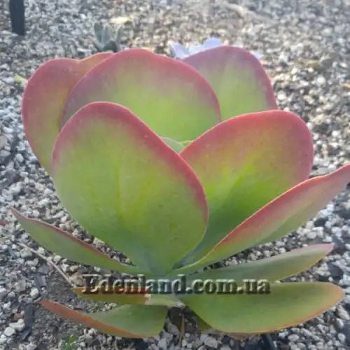 Изображение Каланхоэ Лусия - Kalanchoe luciae