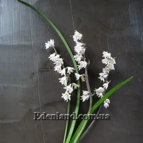 Изображение Офиопогон японский - Ophiopogon japonicus