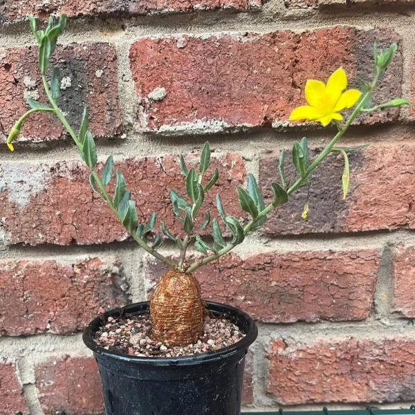 Зображення Талінум кафрський - Talinum caffrum  