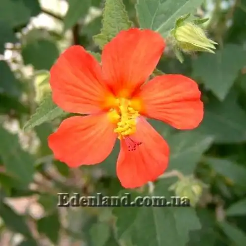 Зображення Павонія місії - Pavonia missionum