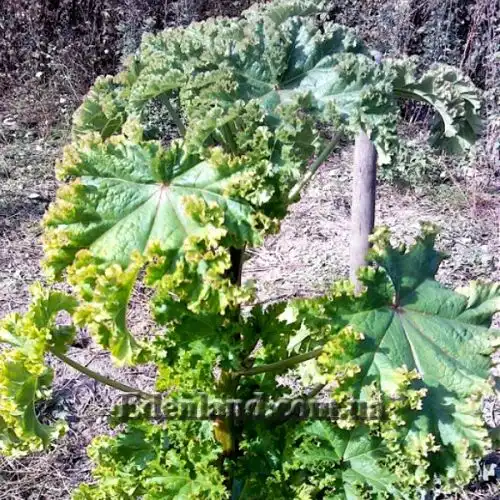 Изображение Мальва кудрявая - Malva crispa 