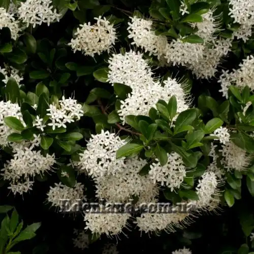 Зображення Паветта поникла - Pavetta revolute