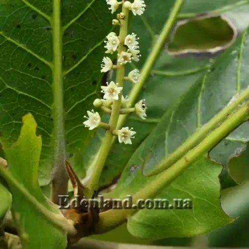 Изображение Терминалия катаппа - Terminalia catappa