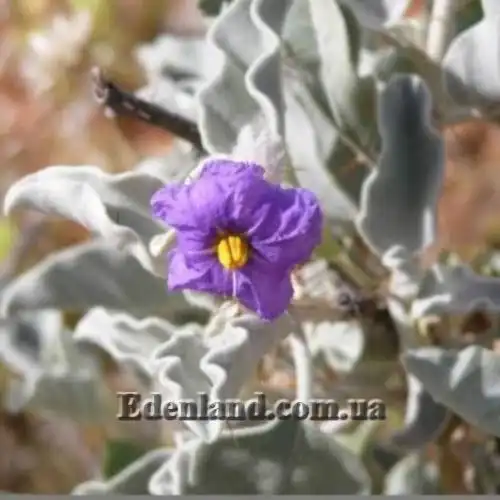 Изображение Паслен шерстистолистный - Solanum lasiophyllum 