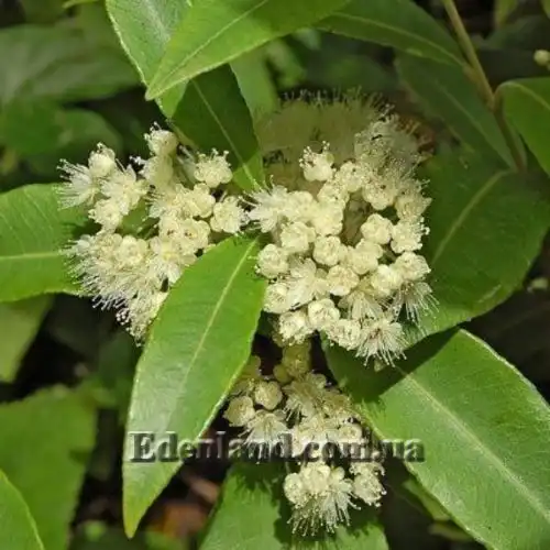 Изображение Бакхузия лимонная - Backhousia citriodora 