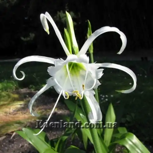 Изображение цветок