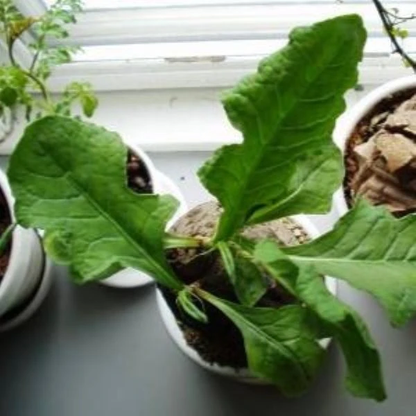 Изображение Оксигонум Штульмана  - Oxygonum stuhlmannii