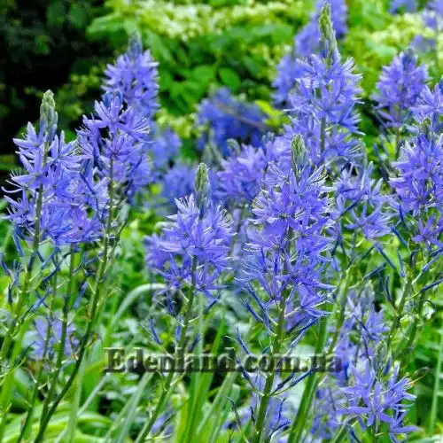 Зображення Камасія Лейхтліна - Camassia leichtlinii