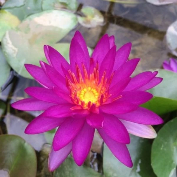 Зображення Німфея (Латаття) опушена пурпурова - Nymphaea pubescens 'Purple' 