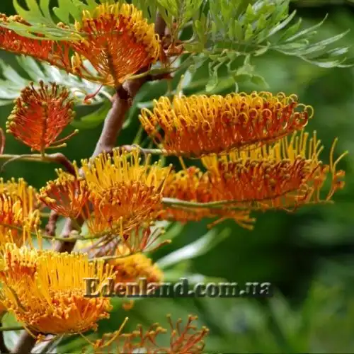 Изображение Гревиллея мощная - Grevillea robusta 