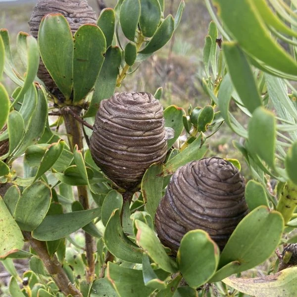 Изображение созревают женские соцветия