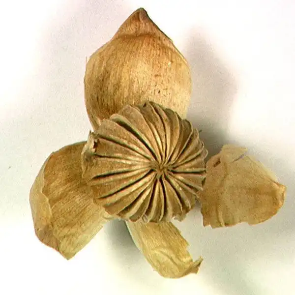 Зображення насіннева коробочка