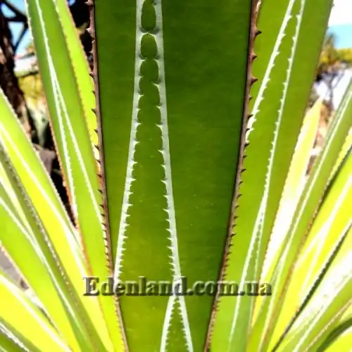 Изображение Агава отпечатанная - Agave impressa 