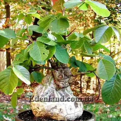 Изображение бонсай