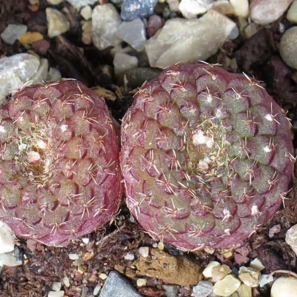 Зображення Фрайлея панцирна - Frailea cataphracta 