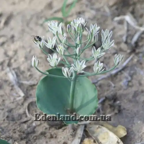 Изображение Эриоспермум карликовый  - Eriospermum nanum