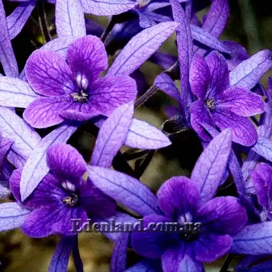 Изображение Петрея вьющаяся - Petrea volubilis