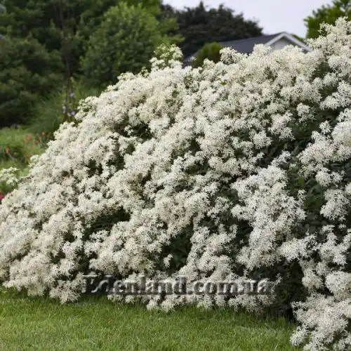 Изображение Клематис прямой - Clematis recta