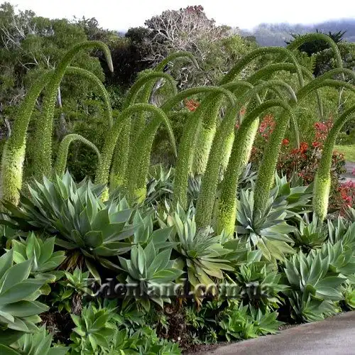 Изображение Агава оттянутая подвид оттянутая - Agave attenuata subsp. attenuate