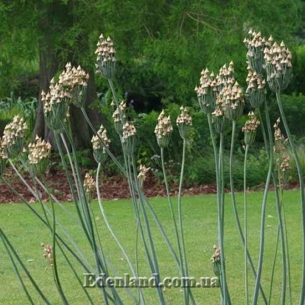 Зображення дозріває насіння