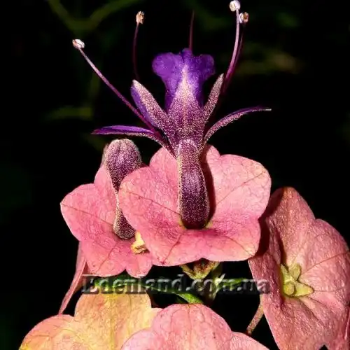 Зображення Каромія гарна - Karomia speciosa 