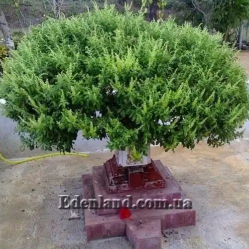 Зображення Базилік священний - Ocimum sanctum