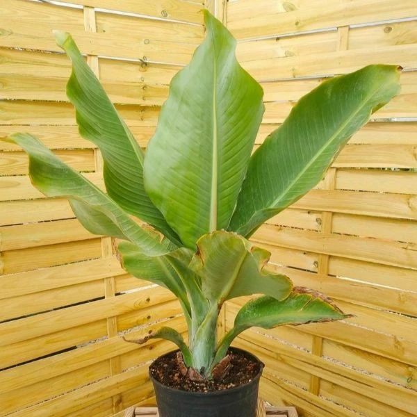 Зображення Енсета Леконгкієта - Ensete lecongkietii