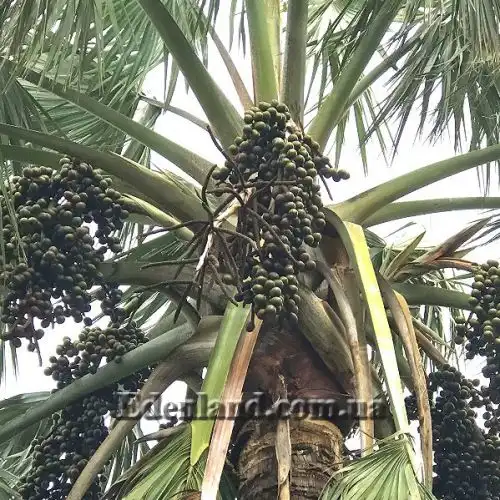 Изображение Бисмаркия благородная серебристая - Bismarckia nobilis Silver