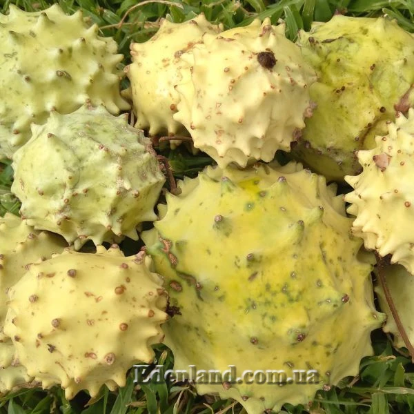 Изображение спелые плоды