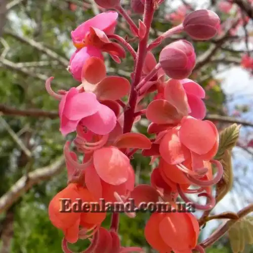 Изображение Кассия Ренигера - Cassia Renigera