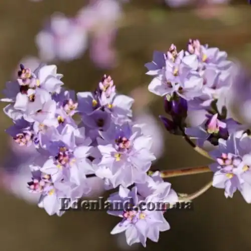 Изображение Вероника Халка - Veronica hulkeana