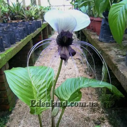 Изображение Такка цельнолистная - Tacca integrifolia 