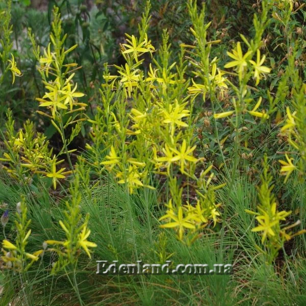 Изображение цветение