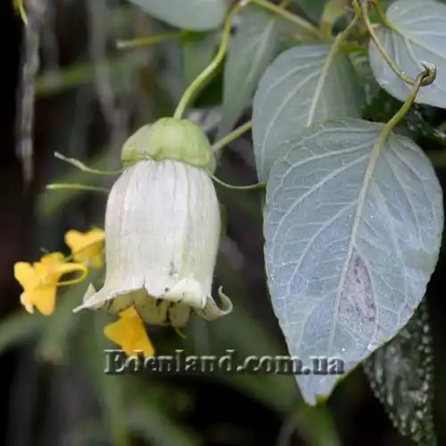 Зображення Кодонопсис зелений - Codonopsis viridis