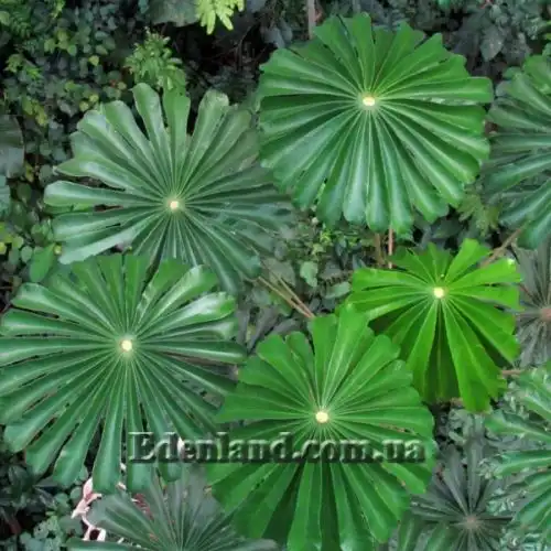 Зображення Мусанга цекропієвидна - Musanga cecropioides