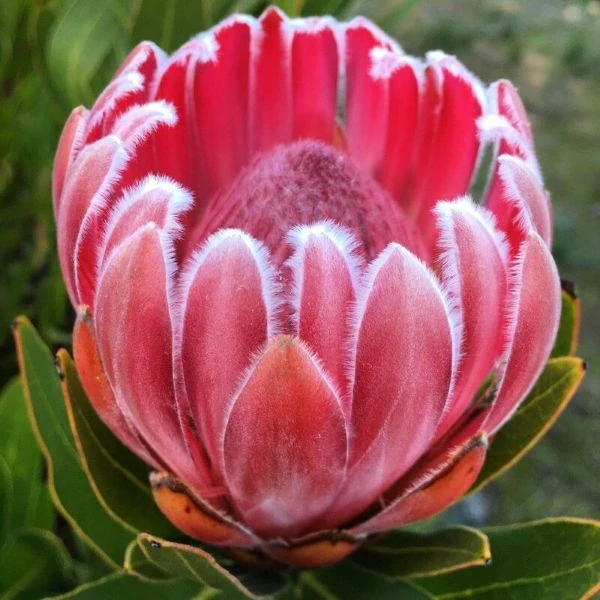 Зображення Протея компактна - Protea compacta 