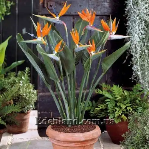 Изображение Стрелиция Королевская - Strelitzia reginae