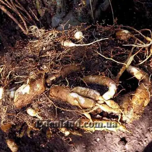 Изображение Пениоцереус полосатый - Peniocereus striatus