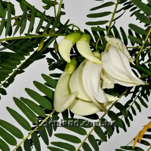 Изображение цветение