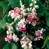 Изображение Вигна каракалла  - Vigna caracalla