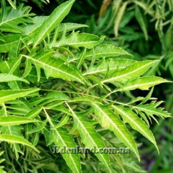 Изображение Полисциас кустарниковый  - Polyscias fruticosa