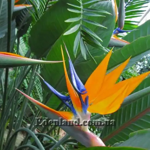 Изображение Стрелиция Королевская - Strelitzia reginae