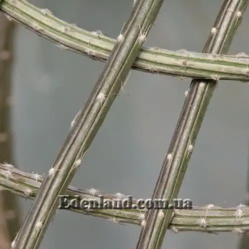 Изображение Пениоцереус полосатый - Peniocereus striatus