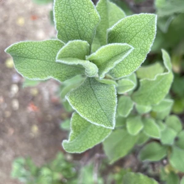Зображення Чист критський - Cistus creticus  