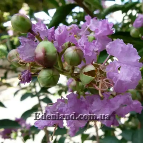 Изображение Лагерстремия индийская - Lagerstroemia indica 