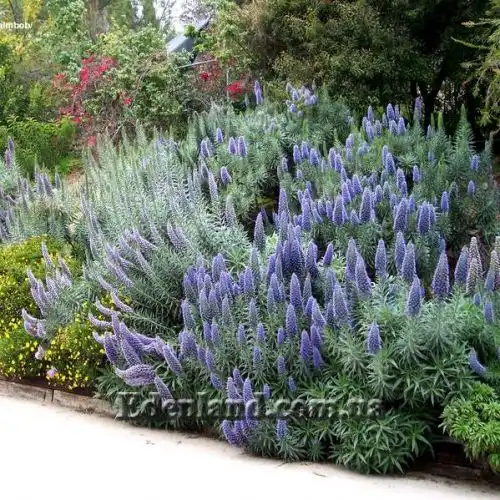 Изображение Эхиум белеющий - Echium candicans